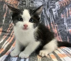 Shelter Stray Male Cat last seen Robinson Avenue, STATEN ISLAND, NY, 10312, 3139 Veterans Rd W, Staten Island, NY 10309, USA