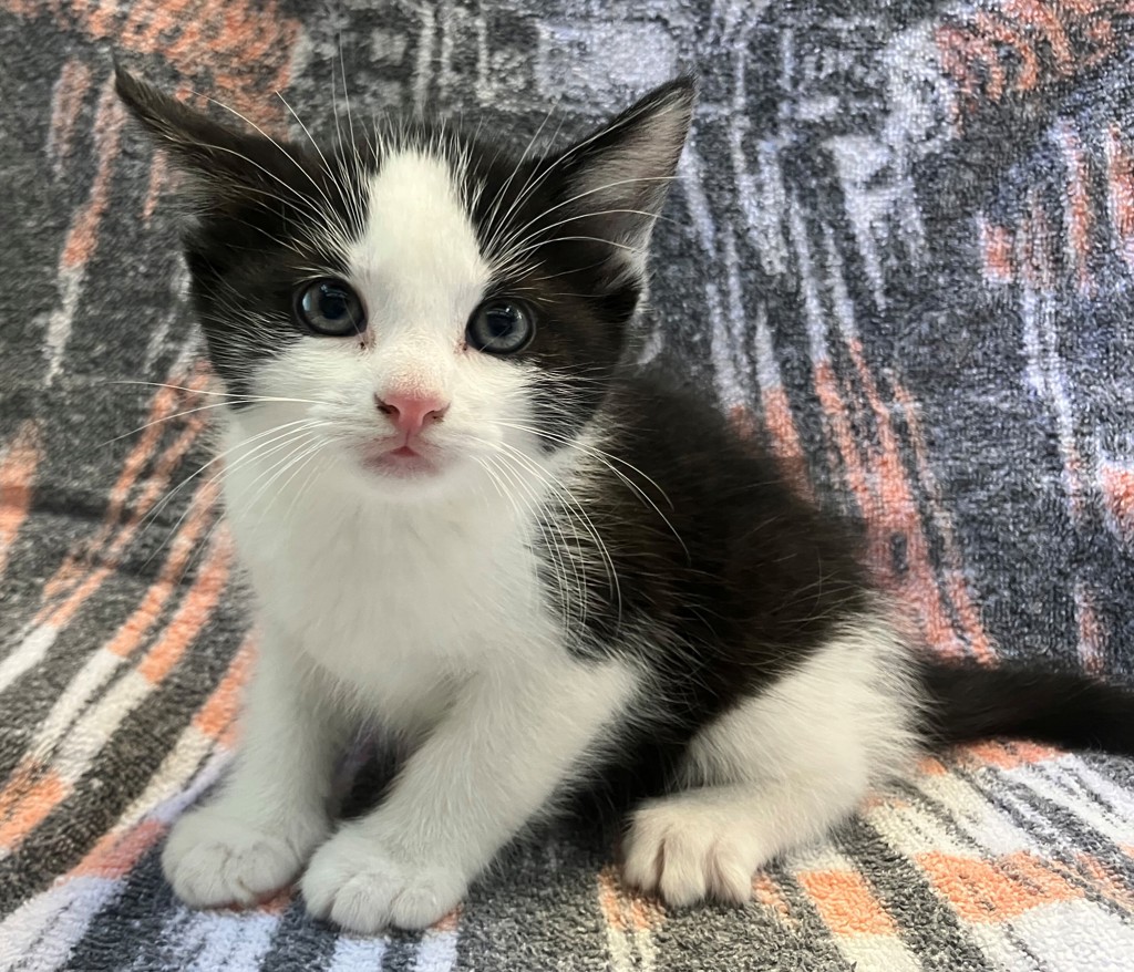 Shelter Stray Male Cat last seen Robinson Avenue, STATEN ISLAND, NY, 10312, 3139 Veterans Rd W, Staten Island, NY 10309, USA