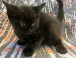 Shelter Stray Male Cat last seen Robinson Avenue, STATEN ISLAND, NY, 10312, 3139 Veterans Rd W, Staten Island, NY 10309, USA