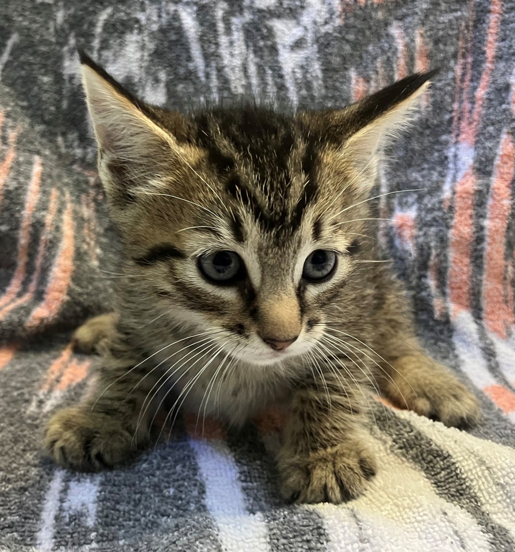 Shelter Stray Male Cat last seen Robinson Avenue, STATEN ISLAND, NY, 10312, 3139 Veterans Rd W, Staten Island, NY 10309, USA