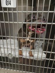 Shelter Stray Female Dog last seen Near Vintage Hills Cove, AUSTIN, TX, 78723, 7201 Levander Loop bldg a, Austin, TX 78702, USA