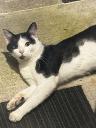 Shelter Stray Unknown Cat last seen Near Tierra Grande Trail, AUSTIN, TX, 78732, 7201 Levander Loop bldg a, Austin, TX 78702, USA