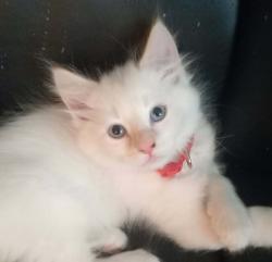 Shelter Stray Male Cat last seen SE 317th/Division, OR, 1700 W Historic Columbia River Hwy, Troutdale, OR 97060, USA