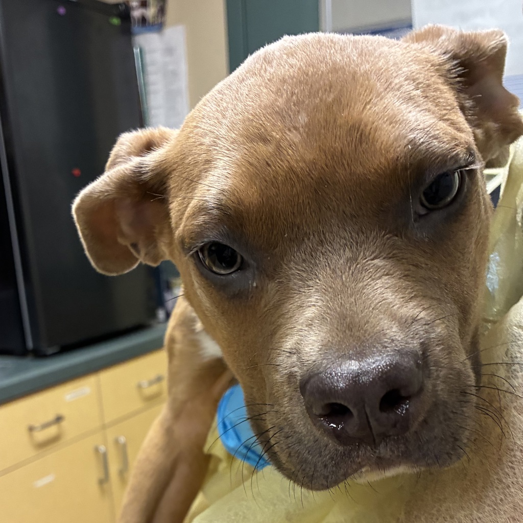Shelter Stray Female Dog last seen UNKNOWN, TROUTDALE, OR, 97060, 1700 W Historic Columbia River Hwy, Troutdale, OR 97060, USA