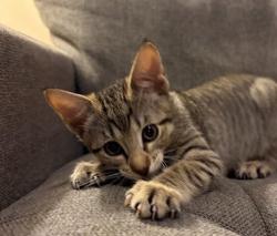 Shelter Stray Female Cat last seen Foster / 101st, PORTLAND, OR, 97266, 1700 W Historic Columbia River Hwy, Troutdale, OR 97060, USA