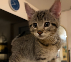 Shelter Stray Male Cat last seen Foster / 101st, PORTLAND, OR, 97266, 1700 W Historic Columbia River Hwy, Troutdale, OR 97060, USA