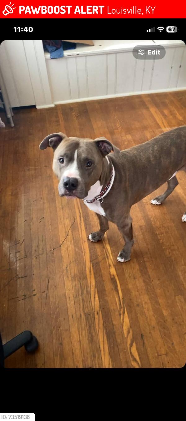 Lost Male Dog last seen Market st, Louisville, KY 40212