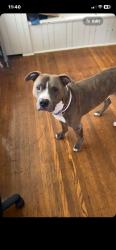 Lost Male Dog last seen Market st, Louisville, KY 40212