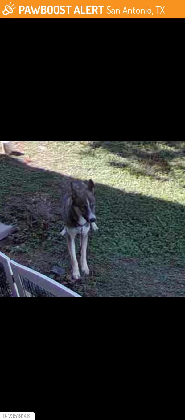 Found/Stray Male Dog last seen Micron Dr./Reed Rd., San Antonio, TX 78251