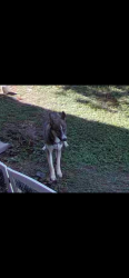 Found/Stray Male Dog last seen Micron Dr./Reed Rd., San Antonio, TX 78251