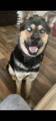 Lost Male Dog last seen Angleus rd, Chesterfield County, SC 29718