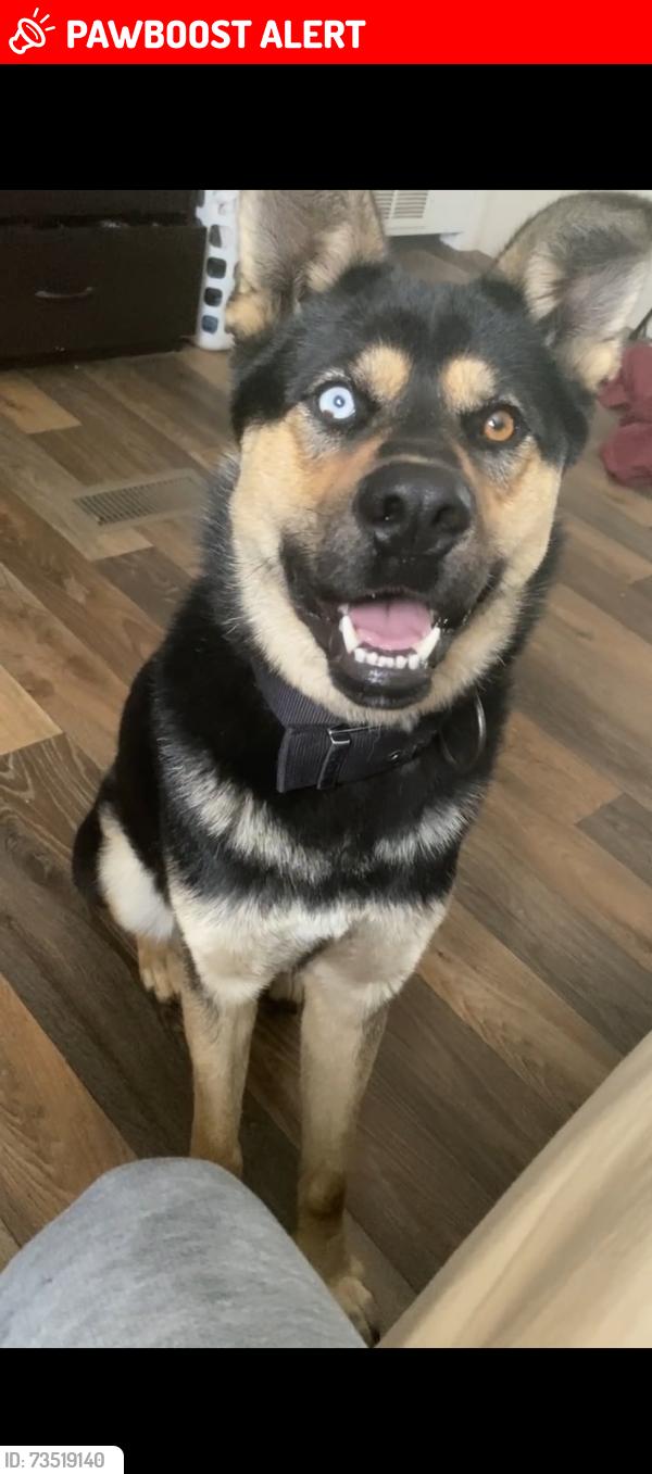 Lost Male Dog last seen Angleus rd, Chesterfield County, SC 29718