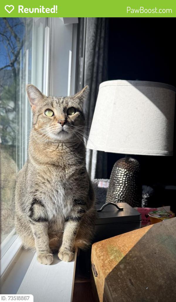 Reunited Female Cat last seen Fountain Oak Way and Parkbrook Way, Canton, GA 30114