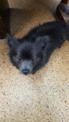 Reunited Male Dog last seen Fir Rd & Douglas Rd, Granger, IN 46530