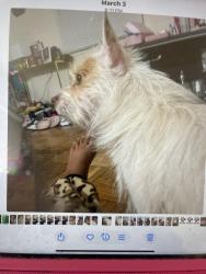 Lost Female Dog last seen Bucareli, San Francisco, CA 94132