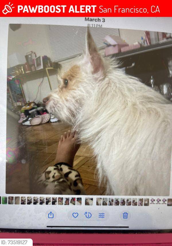 Lost Female Dog last seen Bucareli, San Francisco, CA 94132