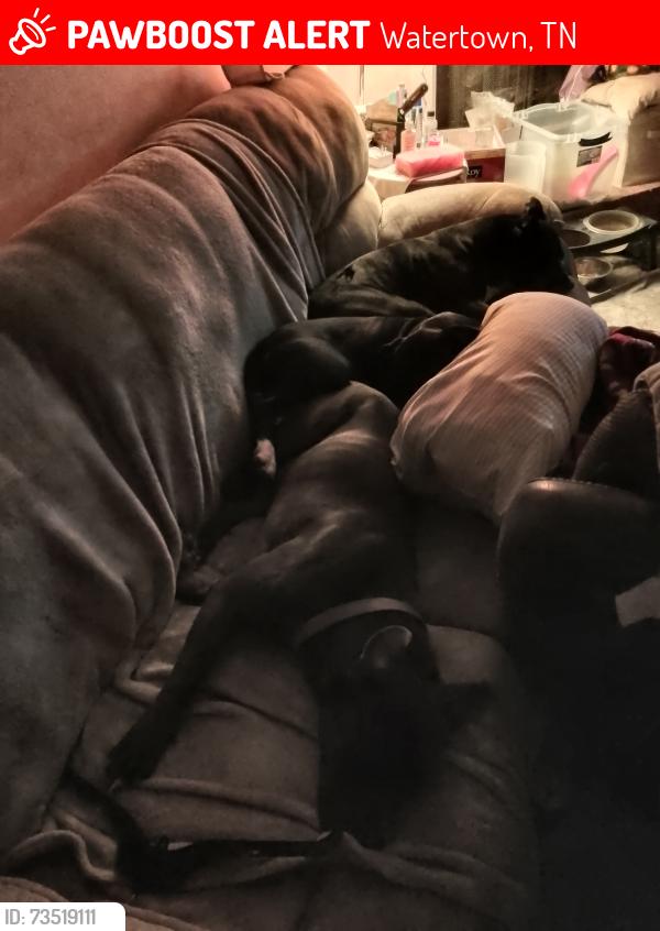Lost Female Dog last seen Near Linwood Rd, Watertown Tn, Watertown, TN 37184