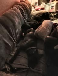 Lost Female Dog last seen Near Linwood Rd, Watertown Tn, Watertown, TN 37184