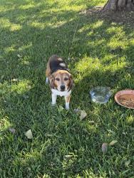Found/Stray Female Dog last seen VALLEY PKWY, FOX AVE, Lewisville, TX 75067