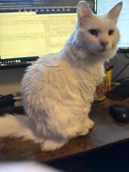 Reunited Male Cat last seen Beacon and Leo st, Tukwila, WA 98178
