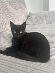 Lost Female Cat last seen Tesco express, Cardiff, Wales CF24 4EZ
