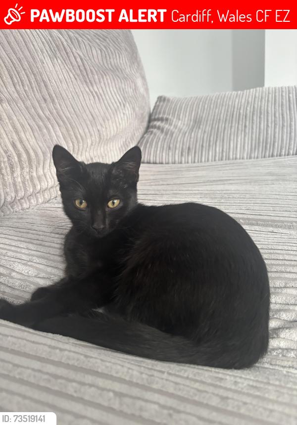 Lost Female Cat last seen Tesco express, Cardiff, Wales CF24 4EZ