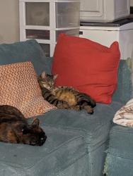 Lost Female Cat last seen Hillmoor dr, Port St. Lucie, FL 34952