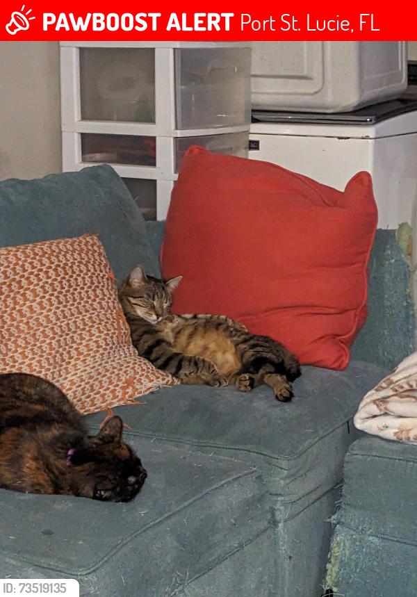 Lost Female Cat last seen Hillmoor dr, Port St. Lucie, FL 34952
