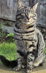 Reunited Male Cat last seen Barker road Sudbury Suffolk CO10 1WF, Suffolk, England 