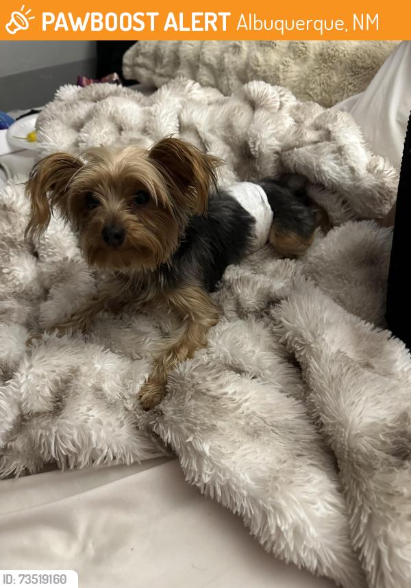 Found/Stray Female Dog last seen Fentiman and Glenn, Albuquerque, NM 87105
