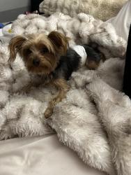 Found/Stray Female Dog last seen Fentiman and Glenn, Albuquerque, NM 87105