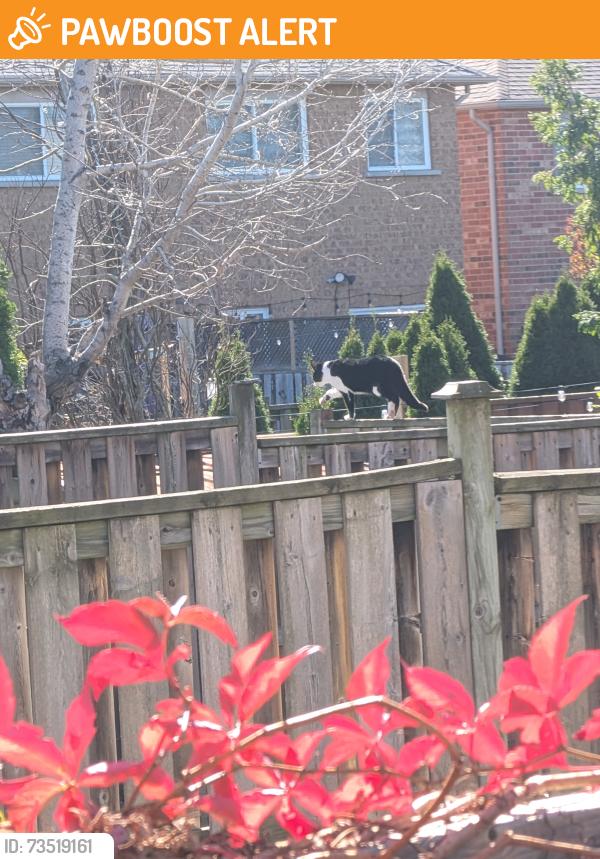 Found/Stray Unknown Cat last seen Winston Churchill and Argentina, Mississauga, ON L5N 8P7