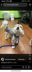 Reunited Male Dog last seen 25th & Bell Haven, Lawrence, KS 66046