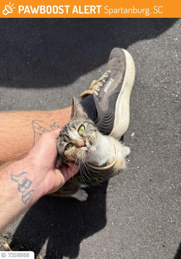 Found/Stray Unknown Cat last seen mountain motors, Spartanburg, SC 29303