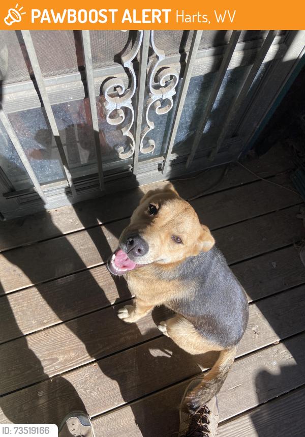 Found/Stray Female Dog last seen Big Ugly Crk, By the yellow hse with a big barn, Harts, WV 25524