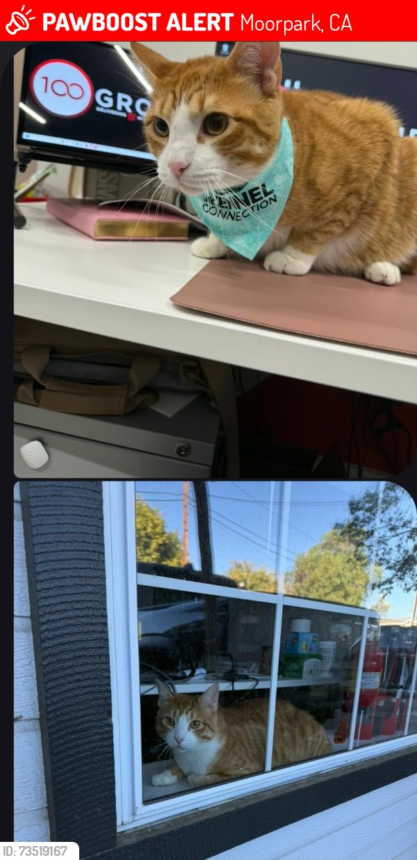 Lost Male Cat last seen Elk Run Loop and Timber Hollow, Moorpark, CA 93021