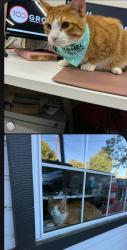 Lost Male Cat last seen Elk Run Loop and Timber Hollow, Moorpark, CA 93021