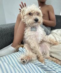 Lost Male Dog last seen Ennis tx last seen on Preston st, Ennis, TX 75119