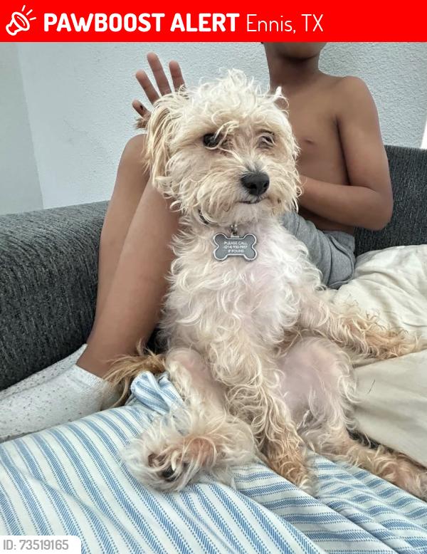 Lost Male Dog last seen Ennis tx last seen on Preston st, Ennis, TX 75119