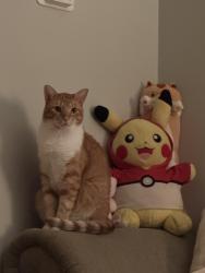 Lost Male Cat last seen Back alley 61& Sansom, Philadelphia, PA 19139
