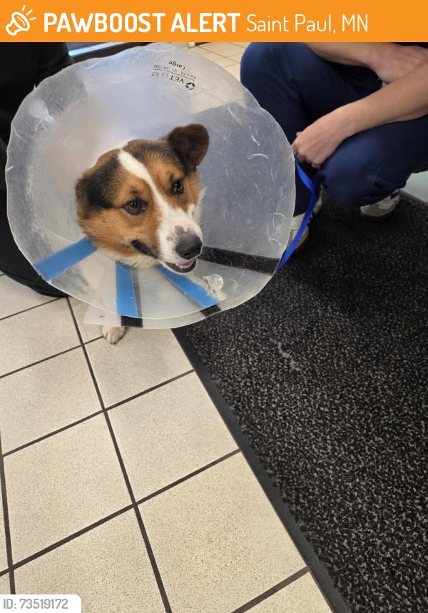Found/Stray Unknown Dog last seen White bear ave & 7th street, Saint Paul, MN 55106