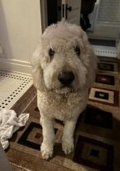 Reunited Male Dog last seen Joyner and Nolensville, Nashville, TN 37210