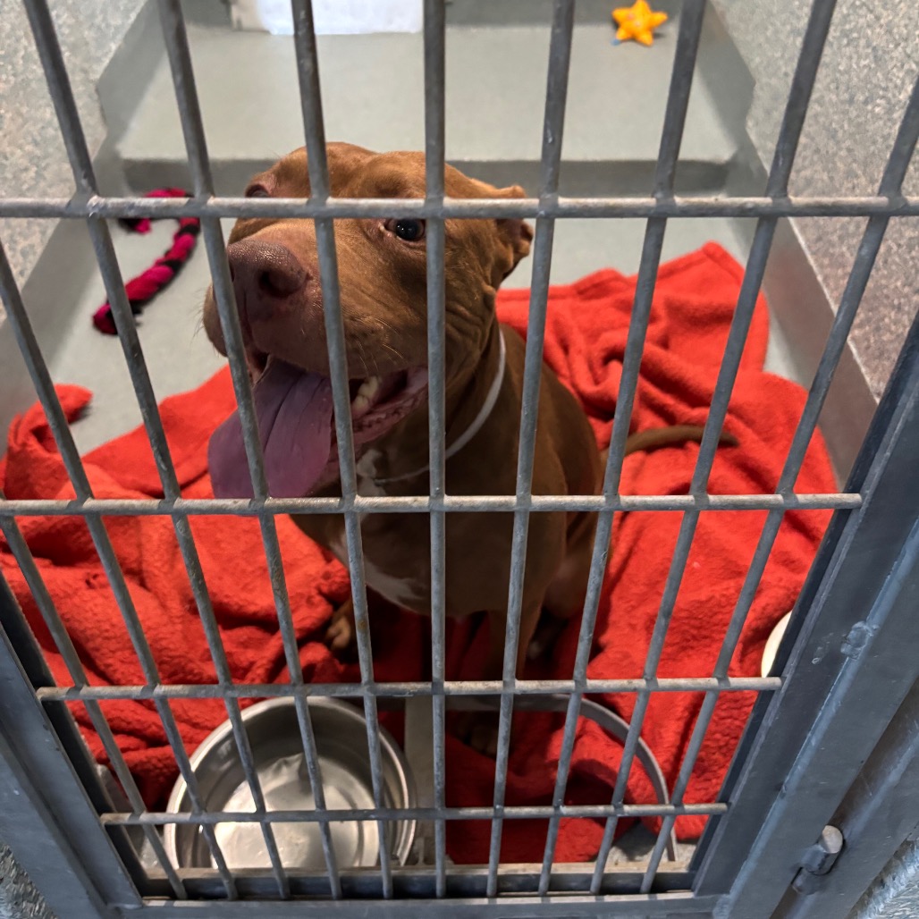 Shelter Stray Female Dog last seen , 12910 Yukon Ave, Hawthorne, CA 90250, USA