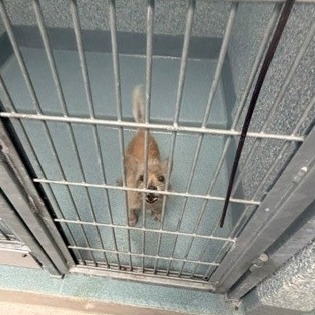 Shelter Stray Male Dog last seen , 12910 Yukon Ave, Hawthorne, CA 90250, USA