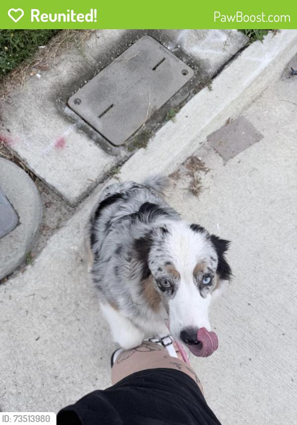 Reunited Female Dog last seen DeBary Town Hall, DeBary, FL 32713