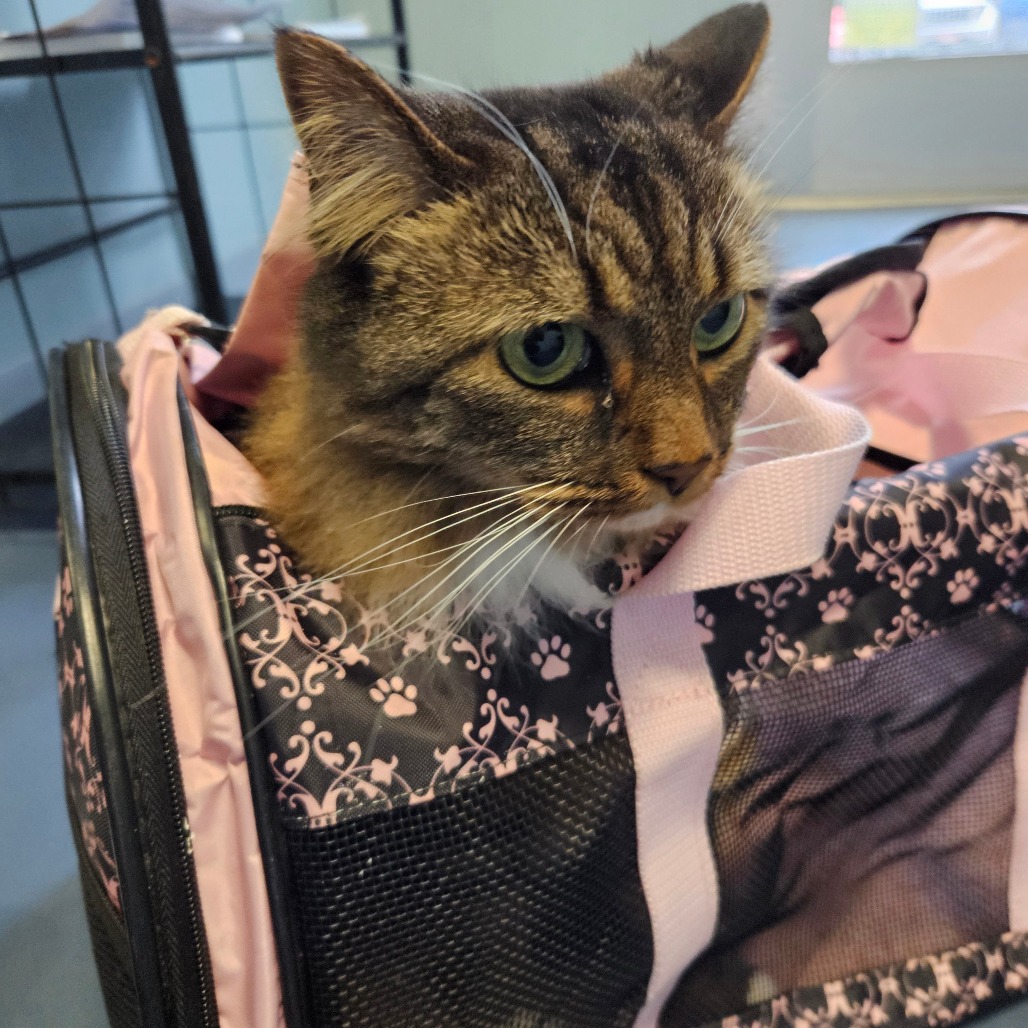 Shelter Stray Female Cat last seen , 980 Guilford College Rd, Greensboro, NC 27409, USA