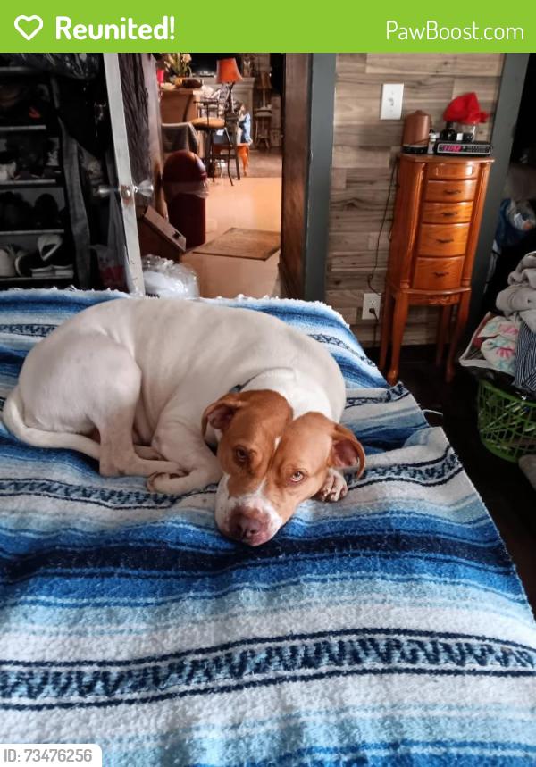 Reunited Female Dog last seen Norwood,NC, Norwood, NC 28128