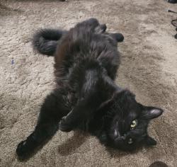 Lost Male Cat last seen Between Cranford Place and 18th St on 11th Ave, Greeley, CO 80631