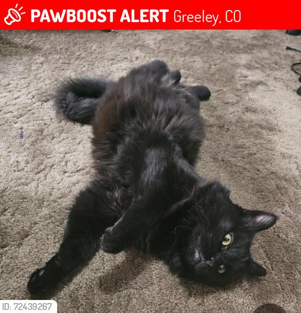 Lost Male Cat last seen Between Cranford Place and 18th St on 11th Ave, Greeley, CO 80631
