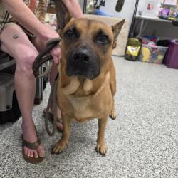 Shelter Stray Male Dog last seen , 244 Georgetown Rd, Jacksonville, NC 28540, USA